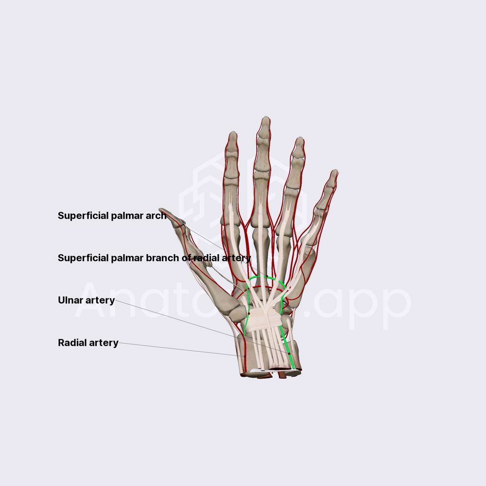 Superficial palmar arch