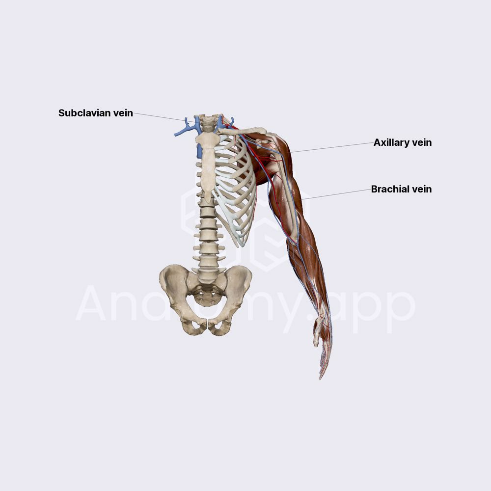 Deep veins of upper limb