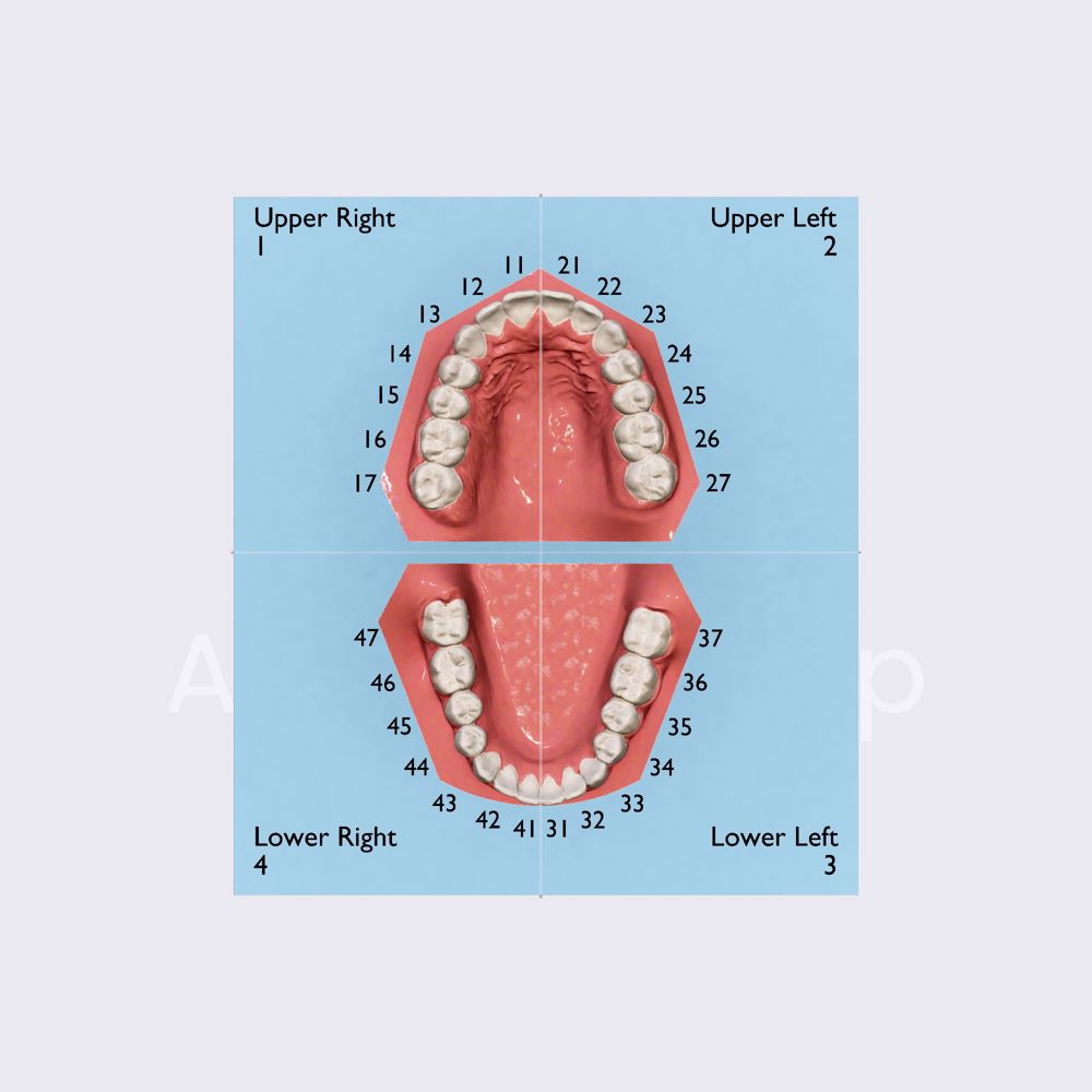 ISO-3950 system for permanent dentition