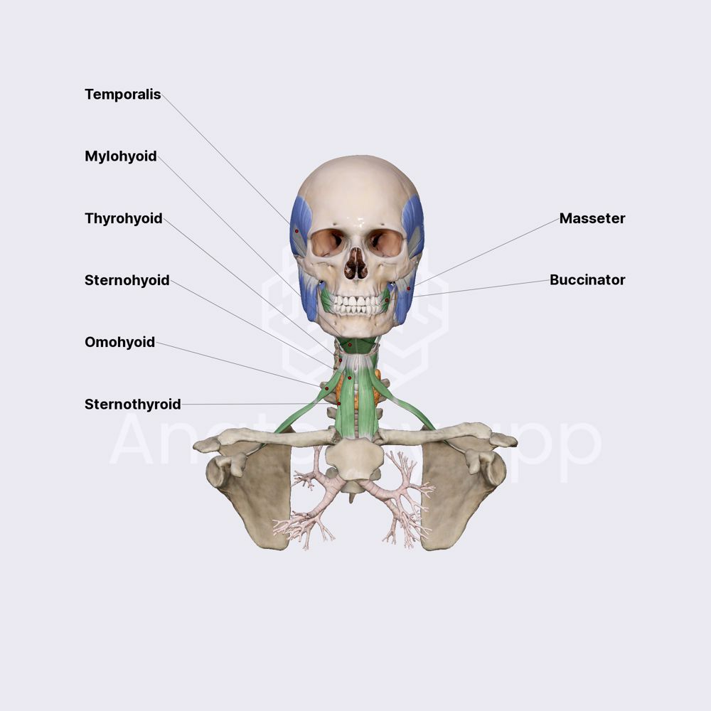 Muscles of mastication