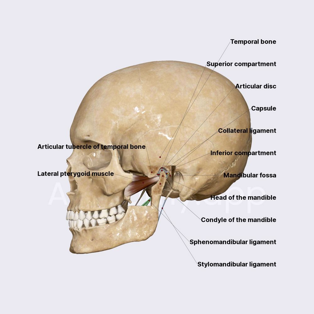 Temporomandibular joint