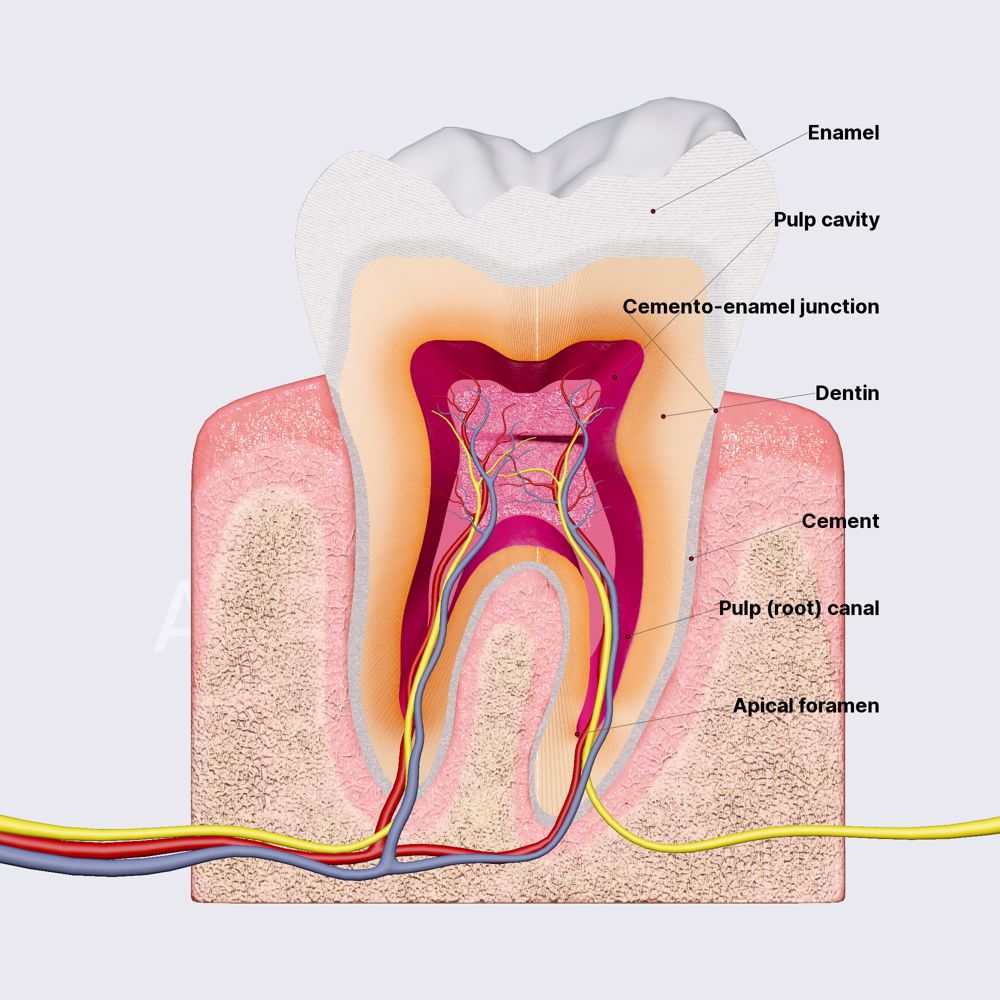 Teeth microanatomy