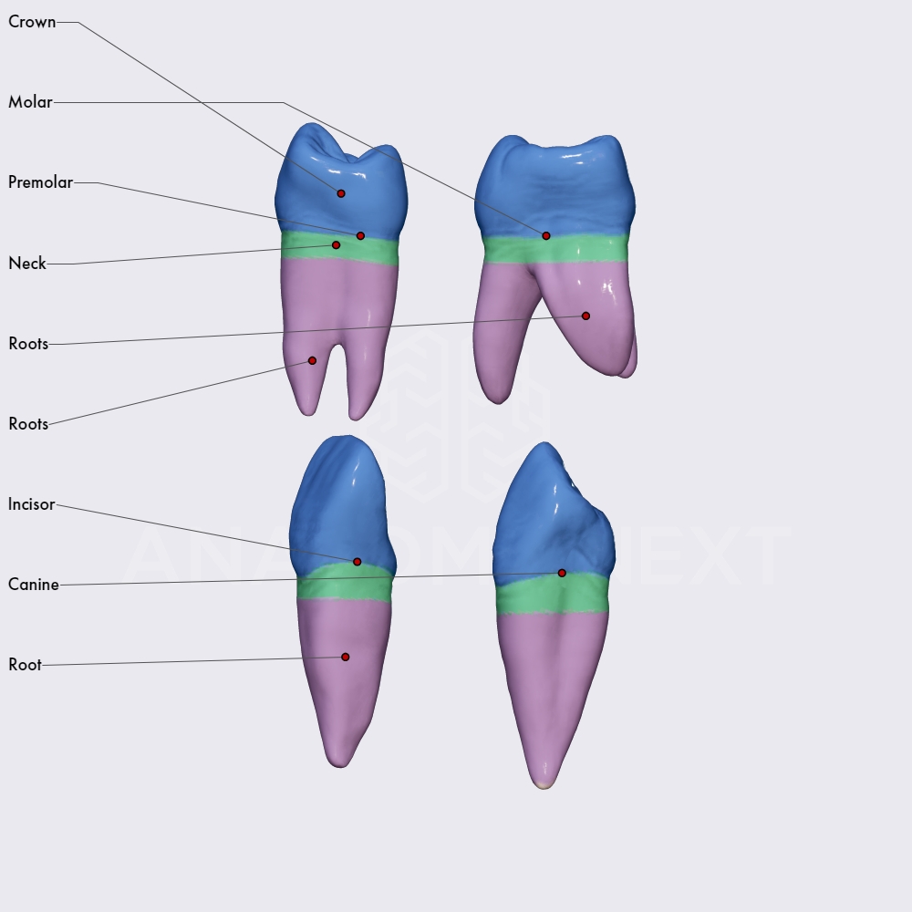 Teeth parts