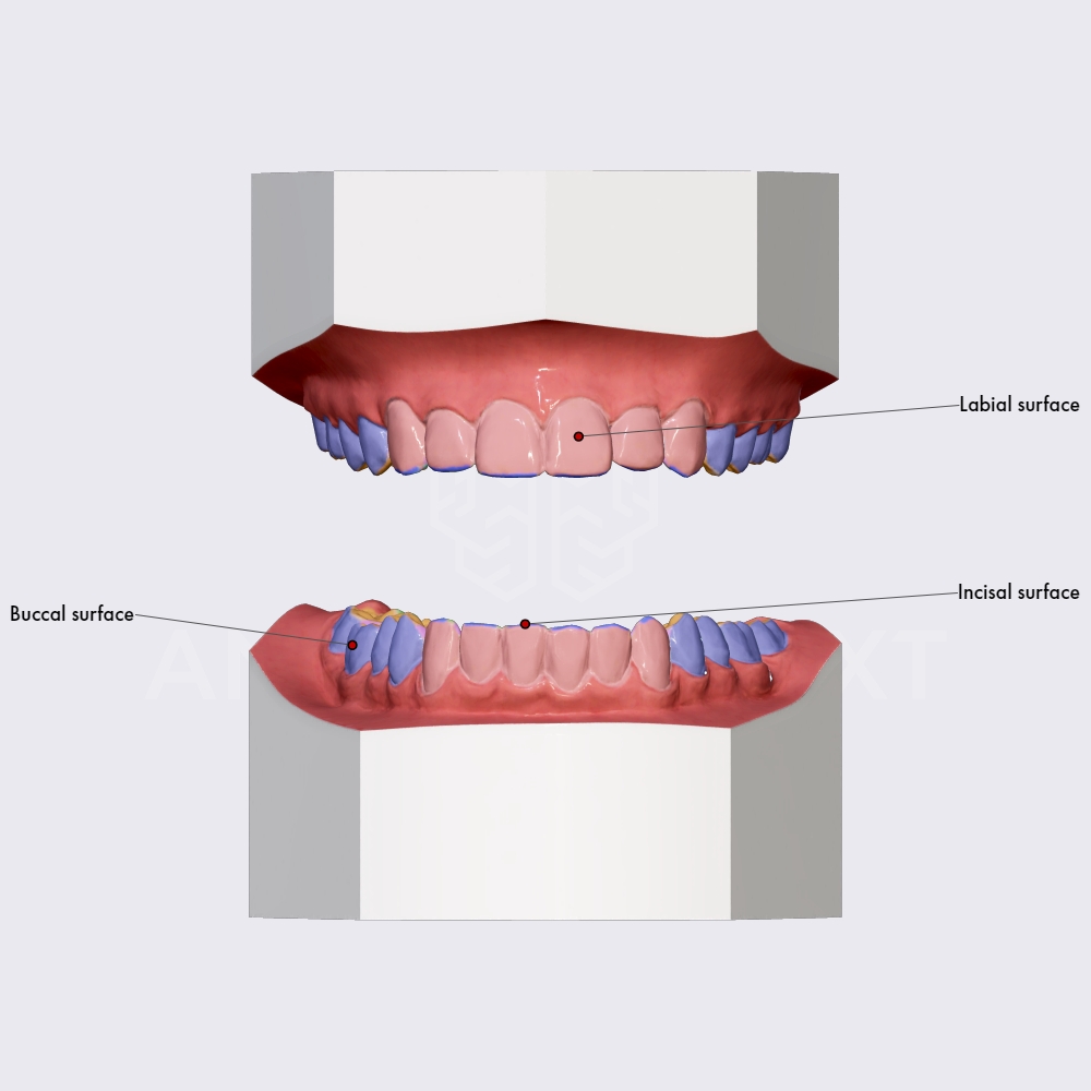 Surfaces of teeth