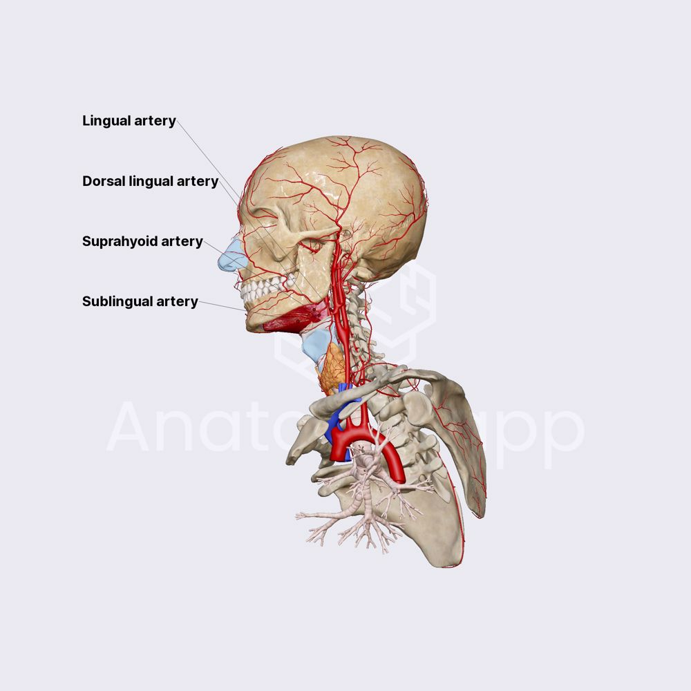 Lingual artery