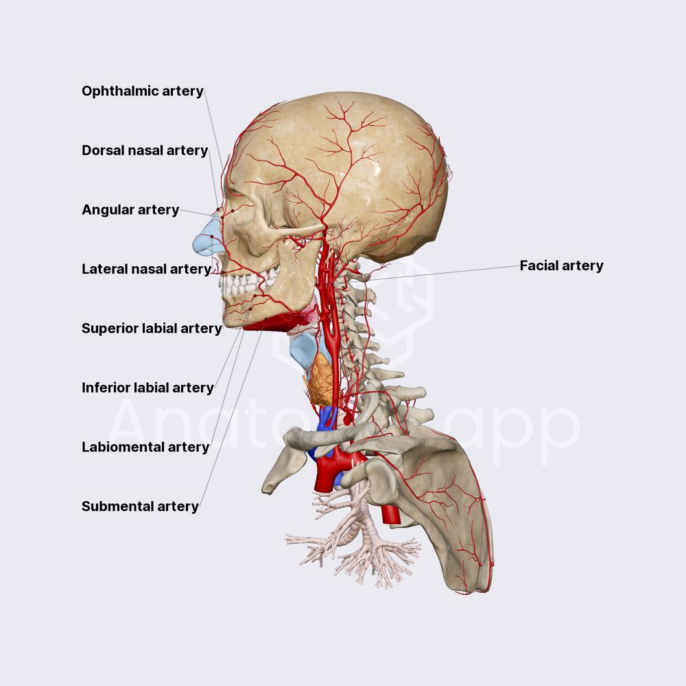 Facial artery