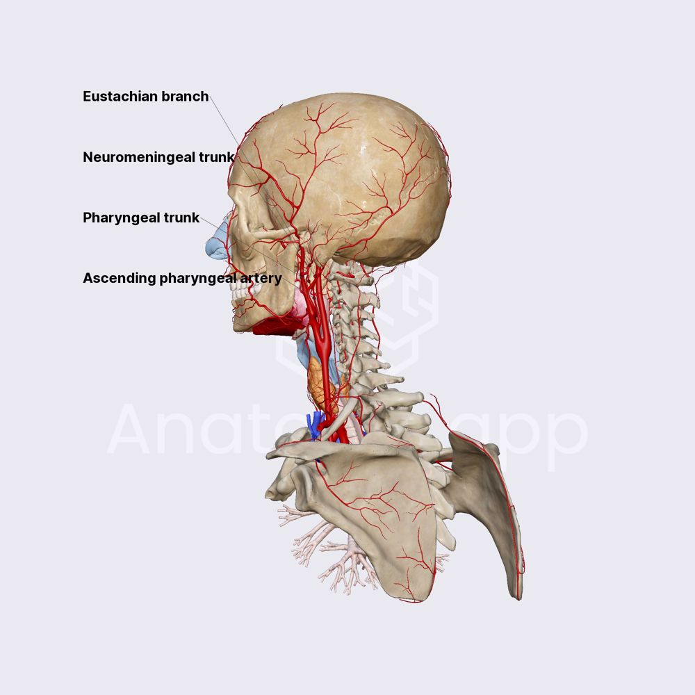 Ascending pharyngeal artery