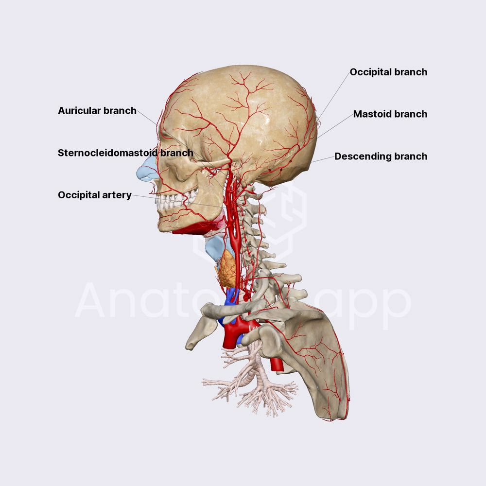 Occipital artery