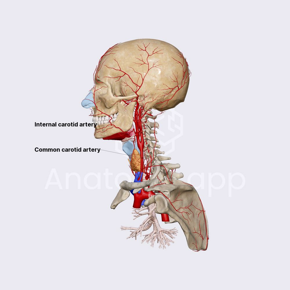 Internal carotid artery