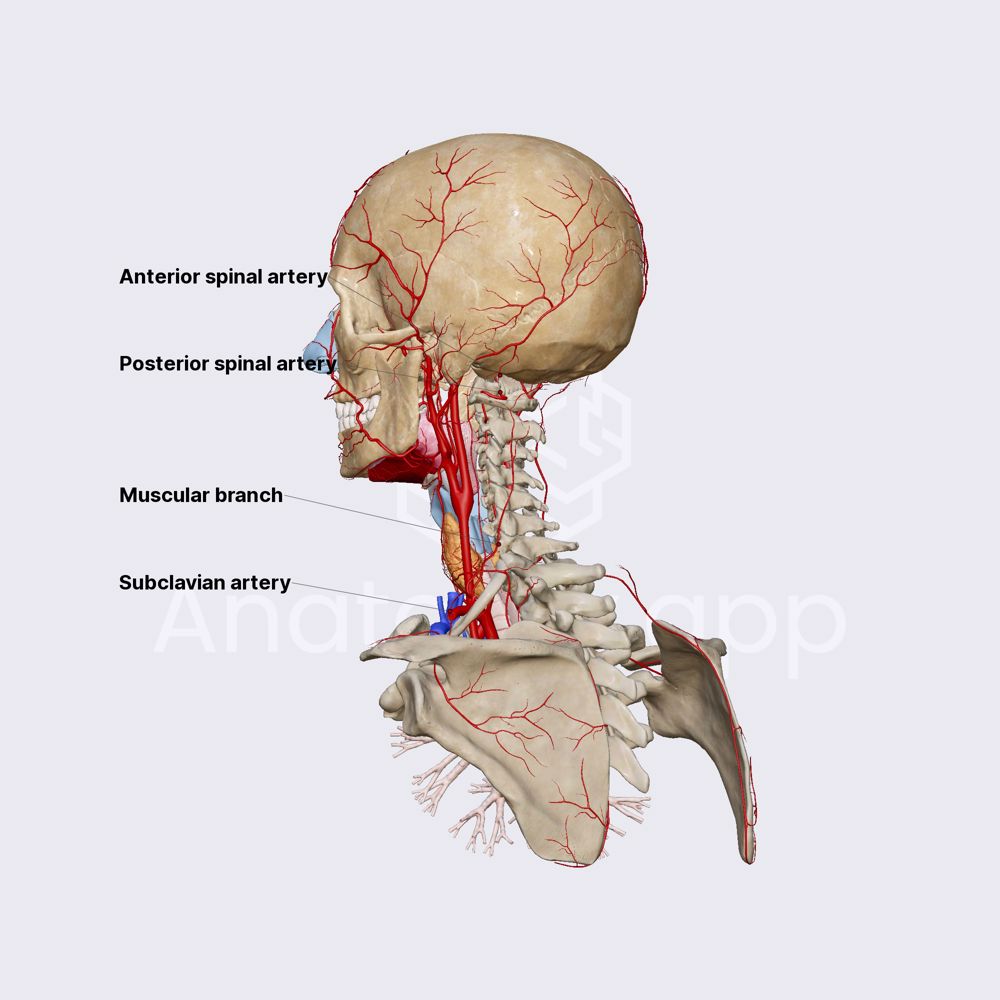 Vertebral artery