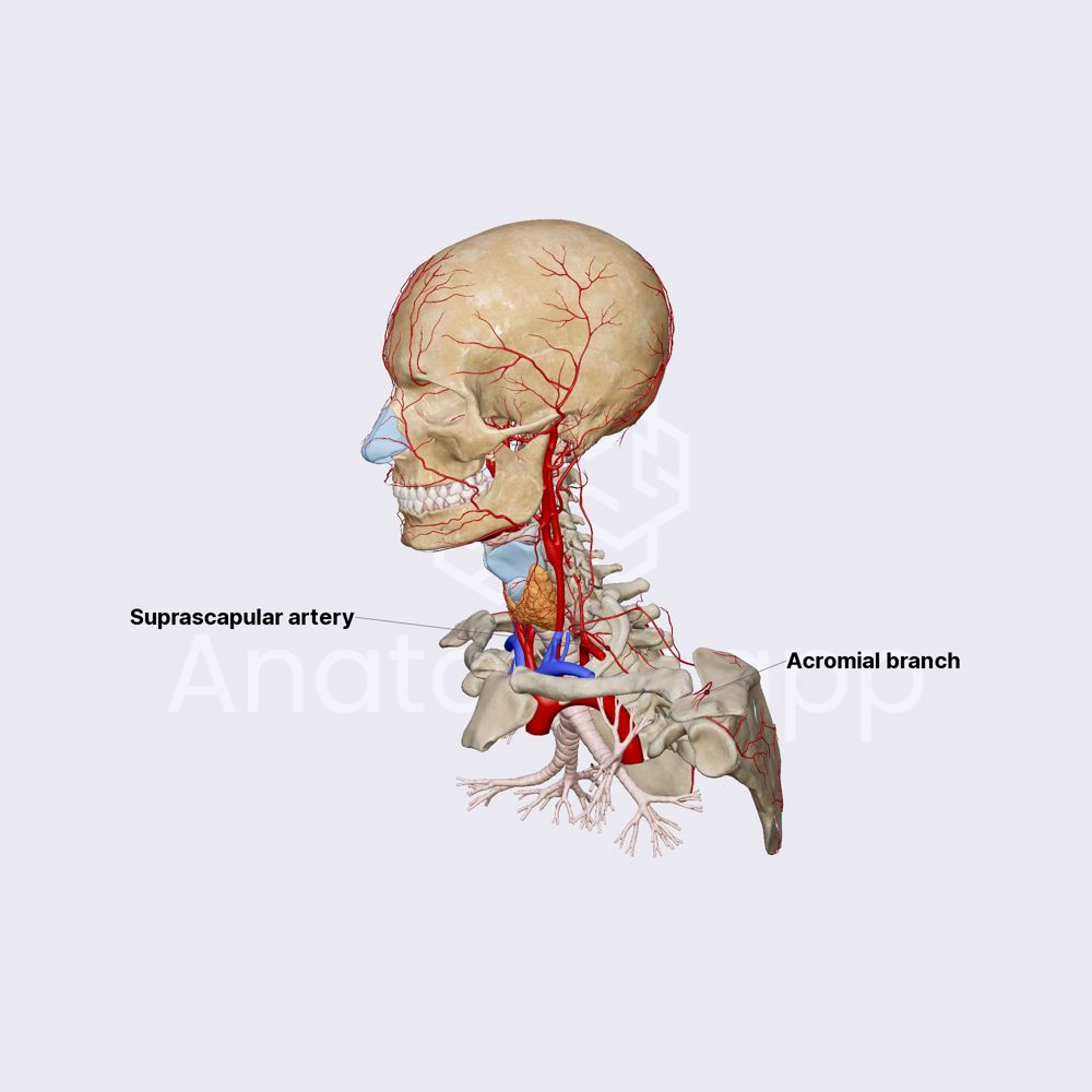 Suprascapular artery