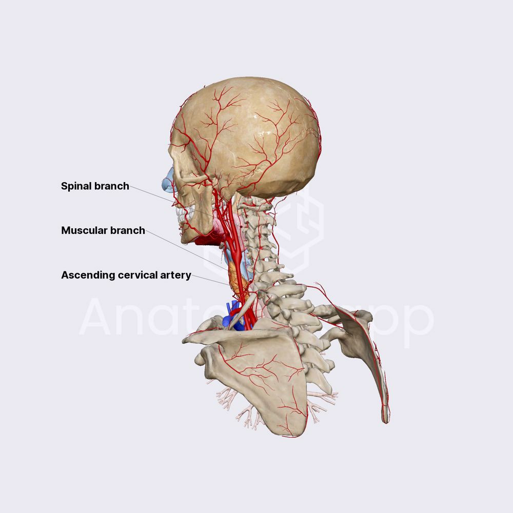 Ascending cervical artery