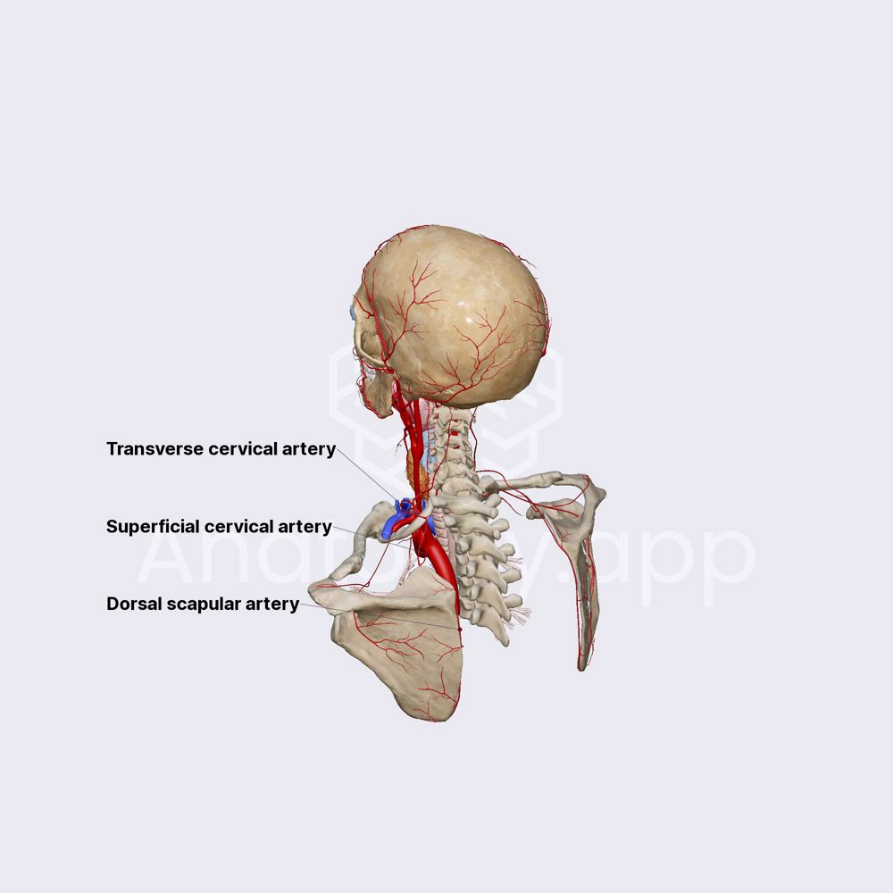 Transverse cervical artery