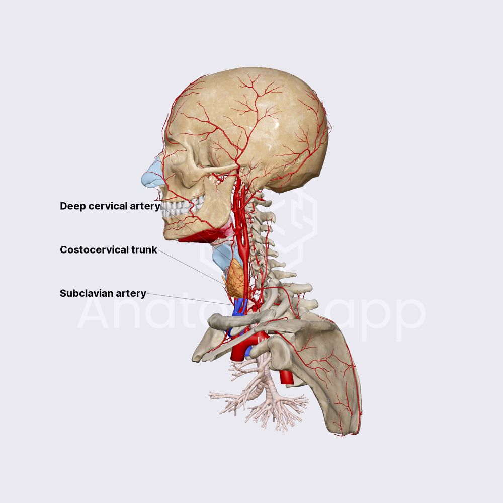 Costocervical trunk
