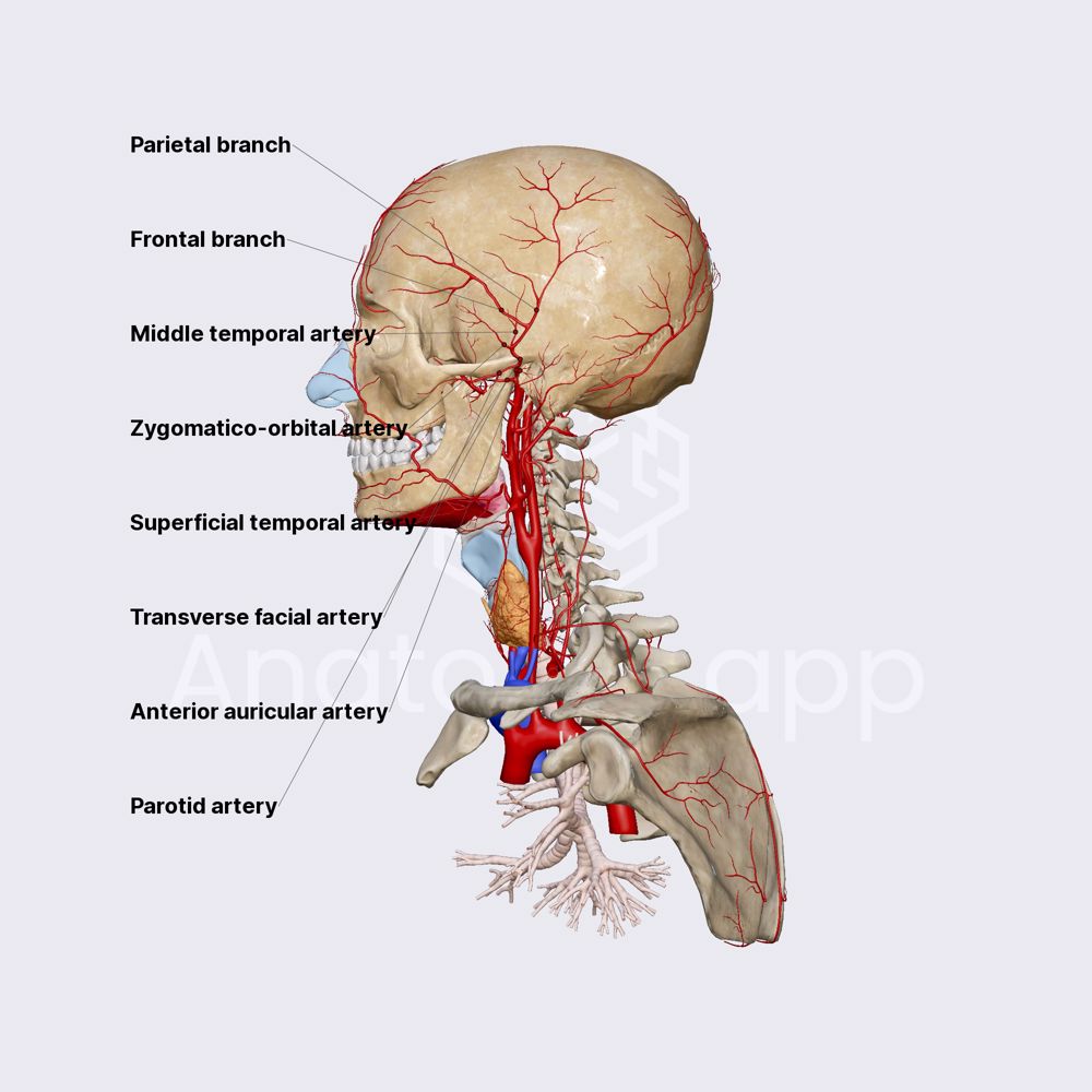 Superficial temporal artery