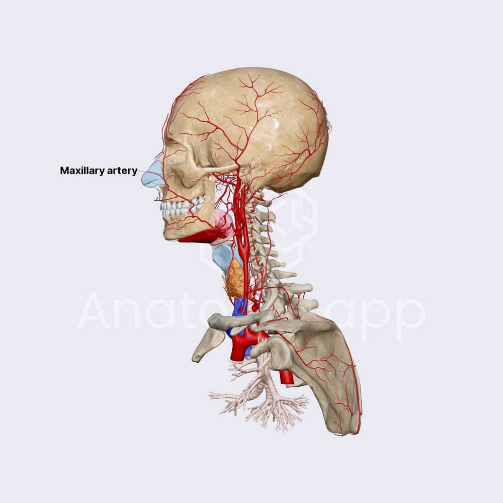 Maxillary artery
