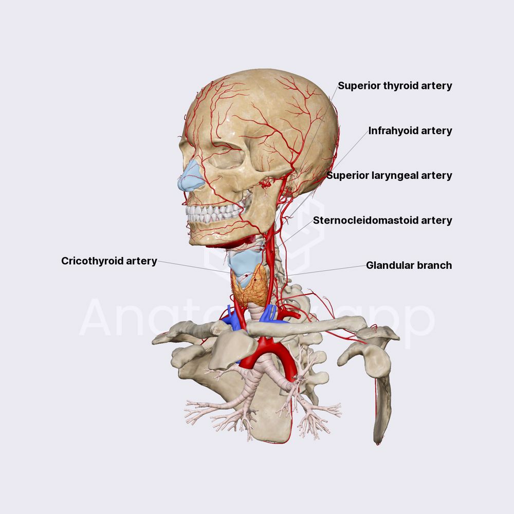 Superior thyroid artery
