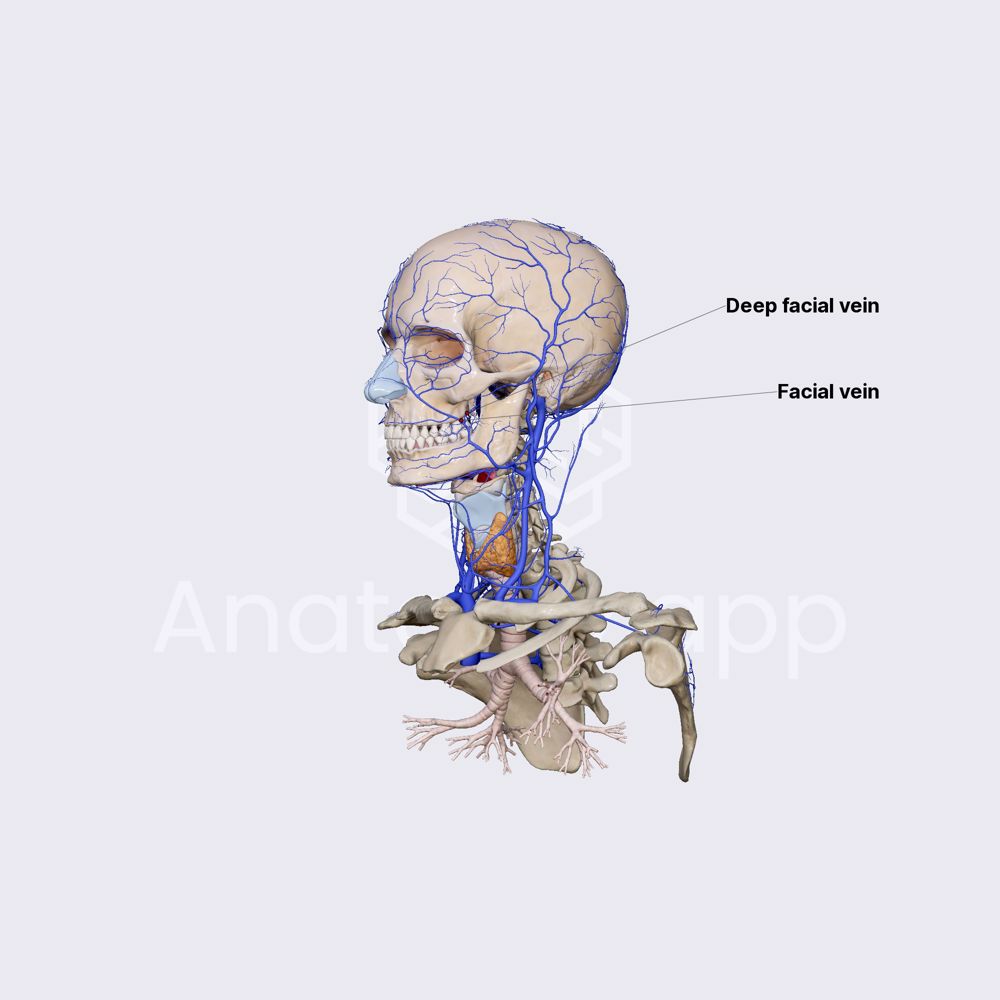 Deep facial vein
