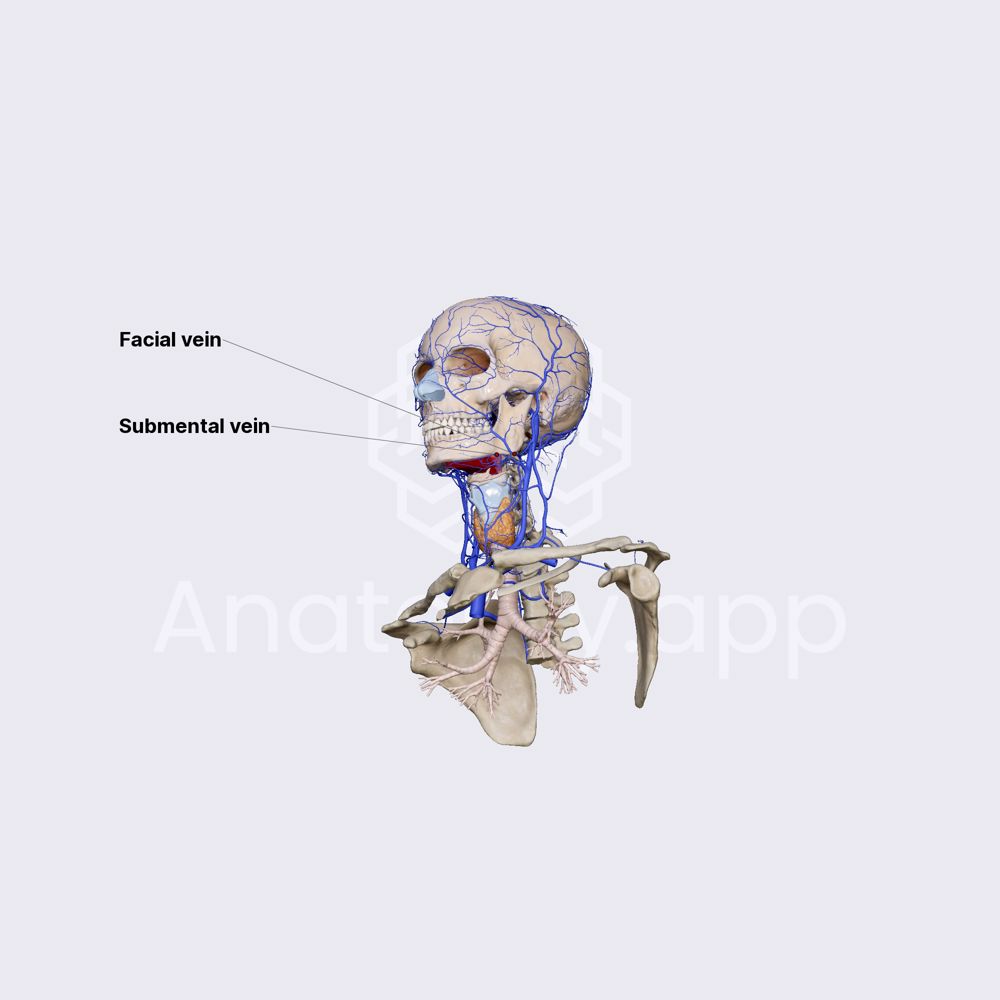 Submental vein