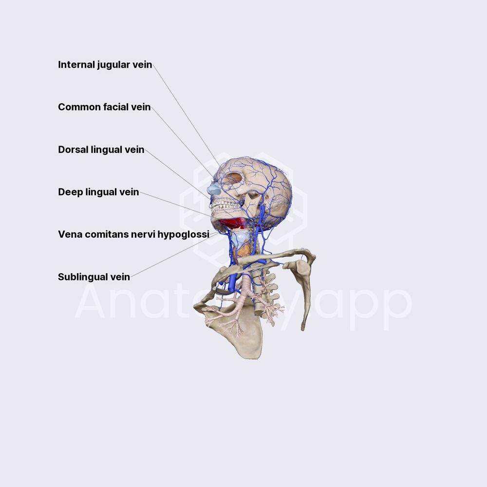 Lingual veins