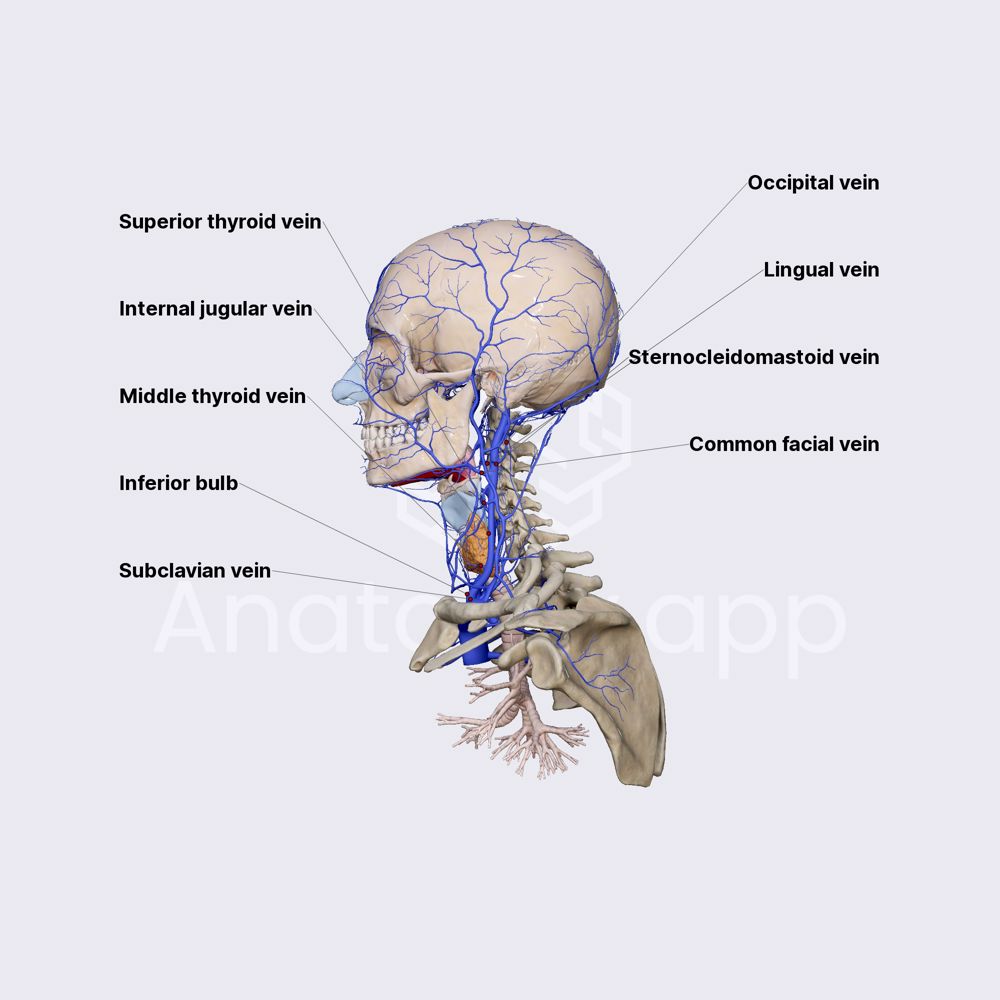 Internal jugular vein