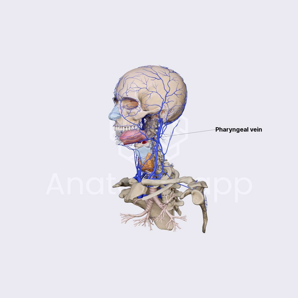 Pharyngeal veins