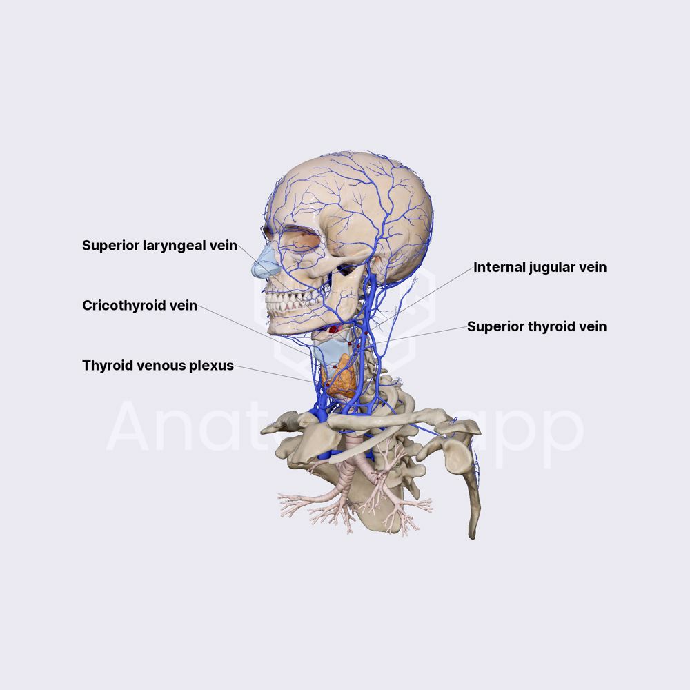 Superior thyroid vein