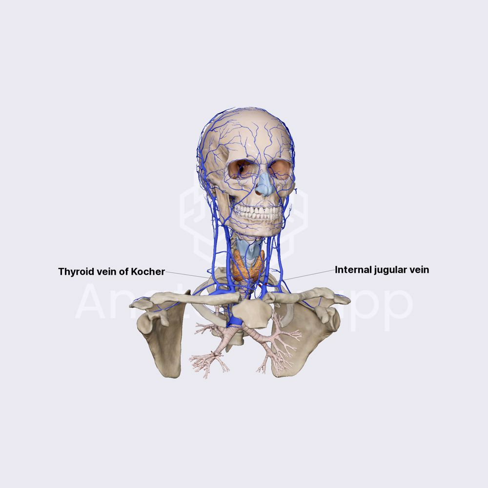 Thyroid vein of Kocher