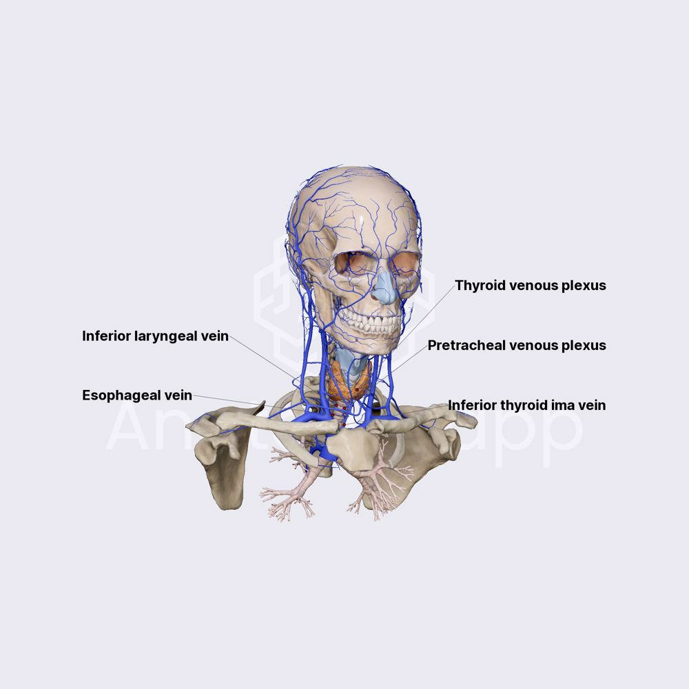 Inferior thyroid vein