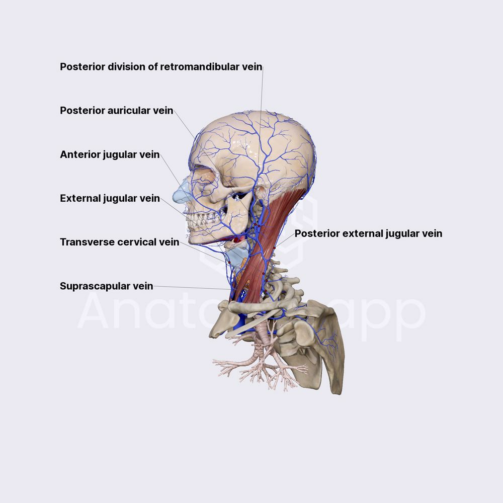 External jugular vein