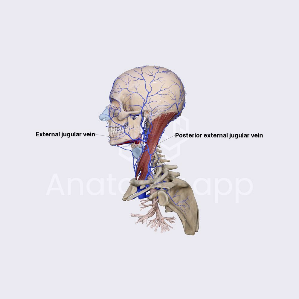 Posterior external jugular vein