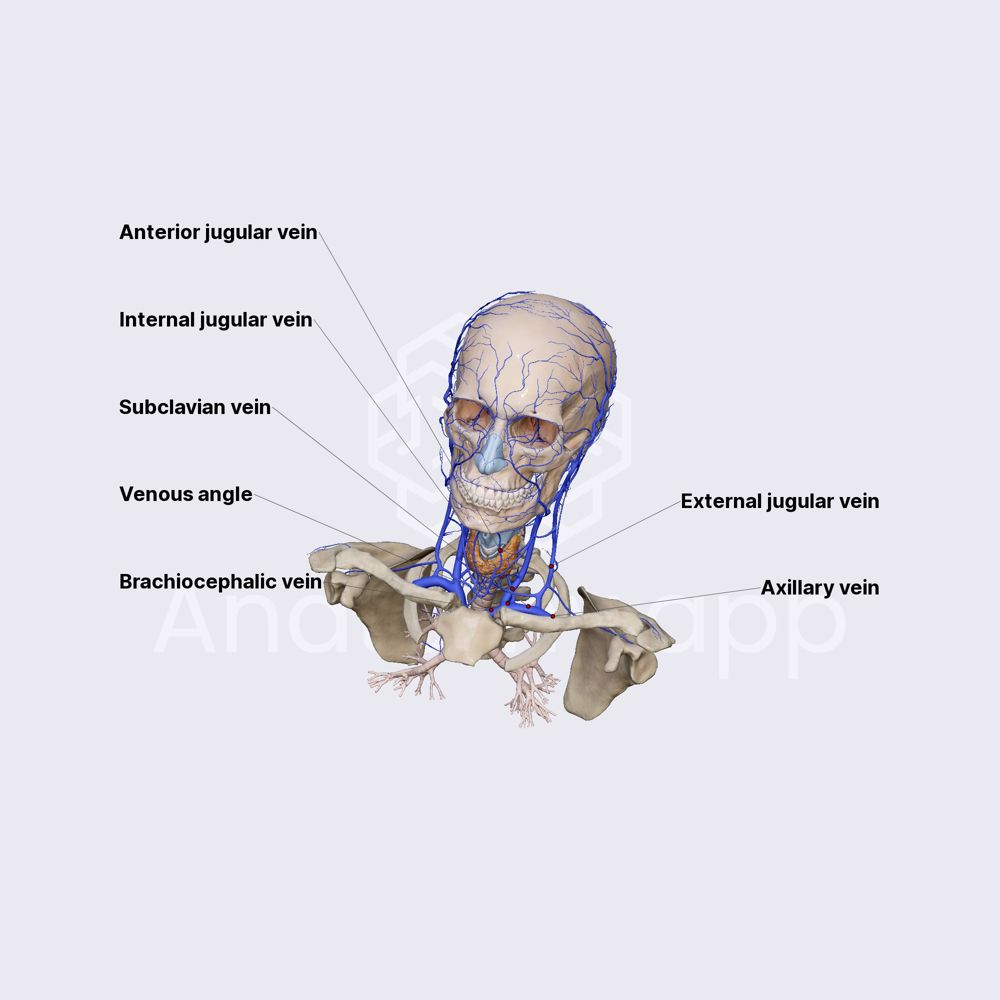 Subclavian vein
