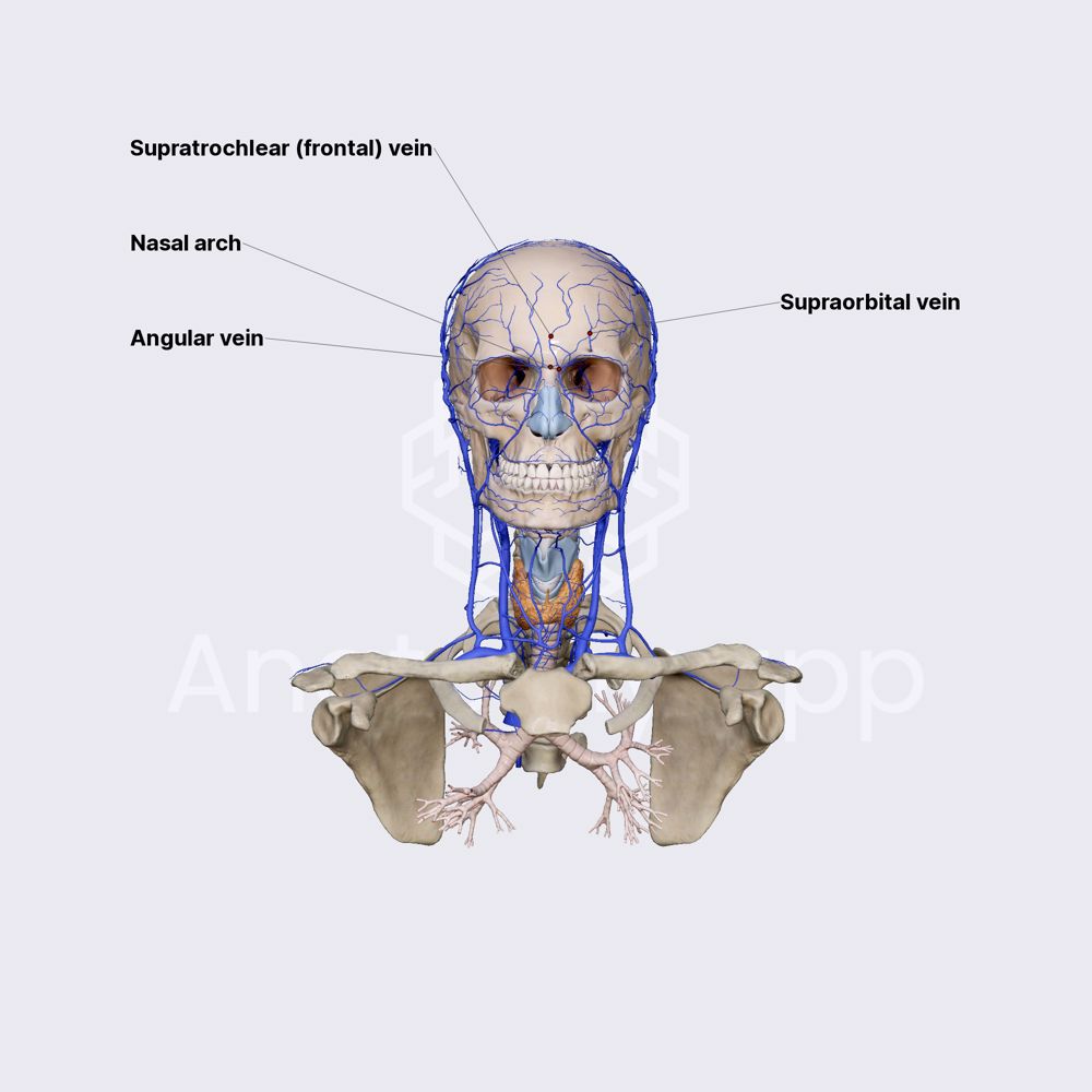 Supratrochlear (frontal) vein