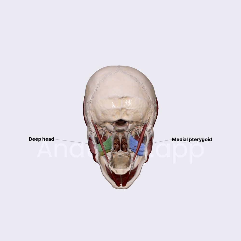 Medial pterygoid muscle