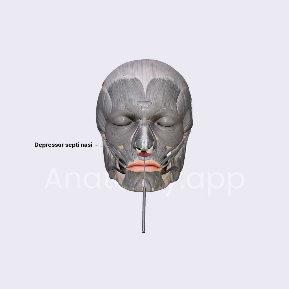 Depressor septi nasi