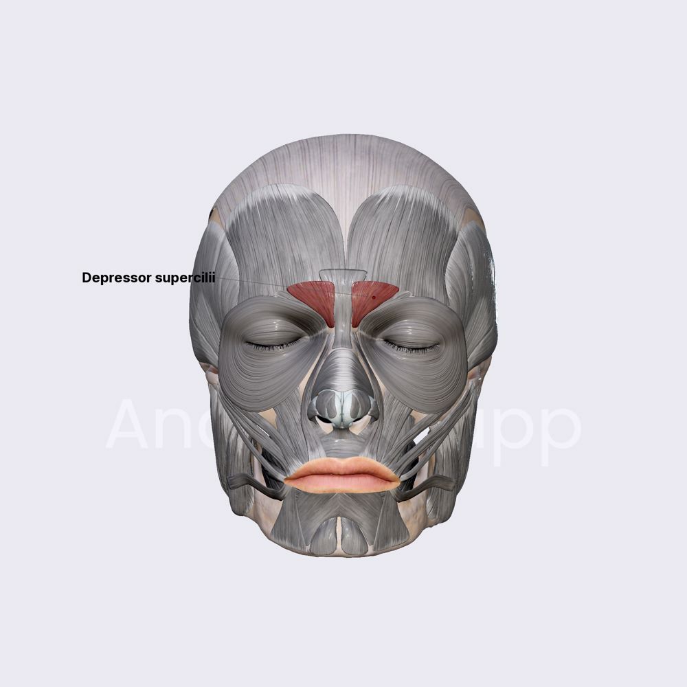Depressor supercilii