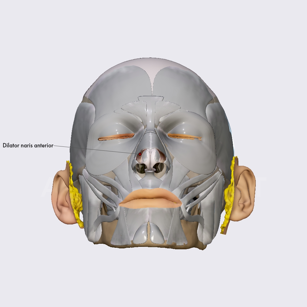 Dilator naris anterior