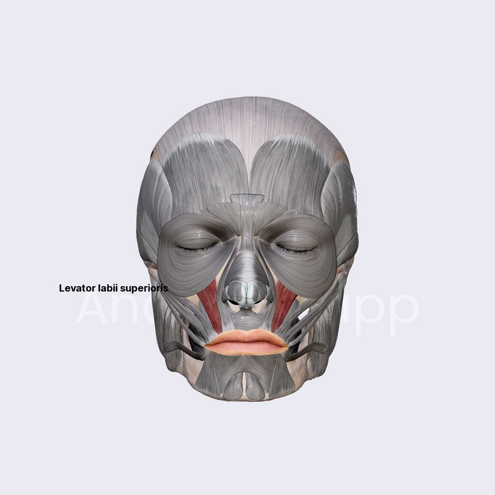 Levator labii superioris