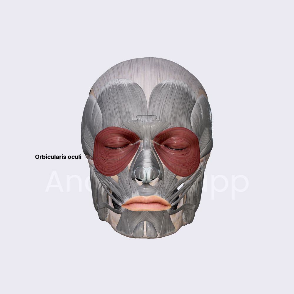 Orbicularis oculi