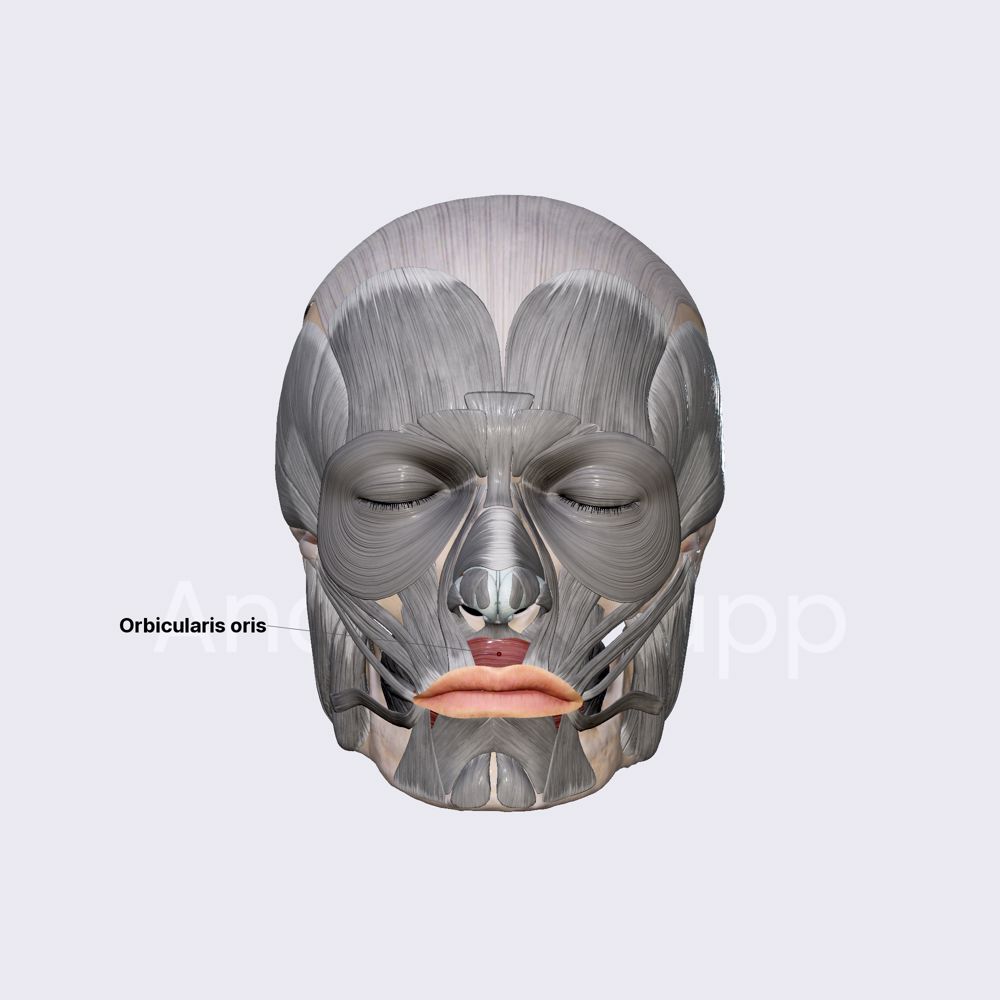 Orbicularis oris