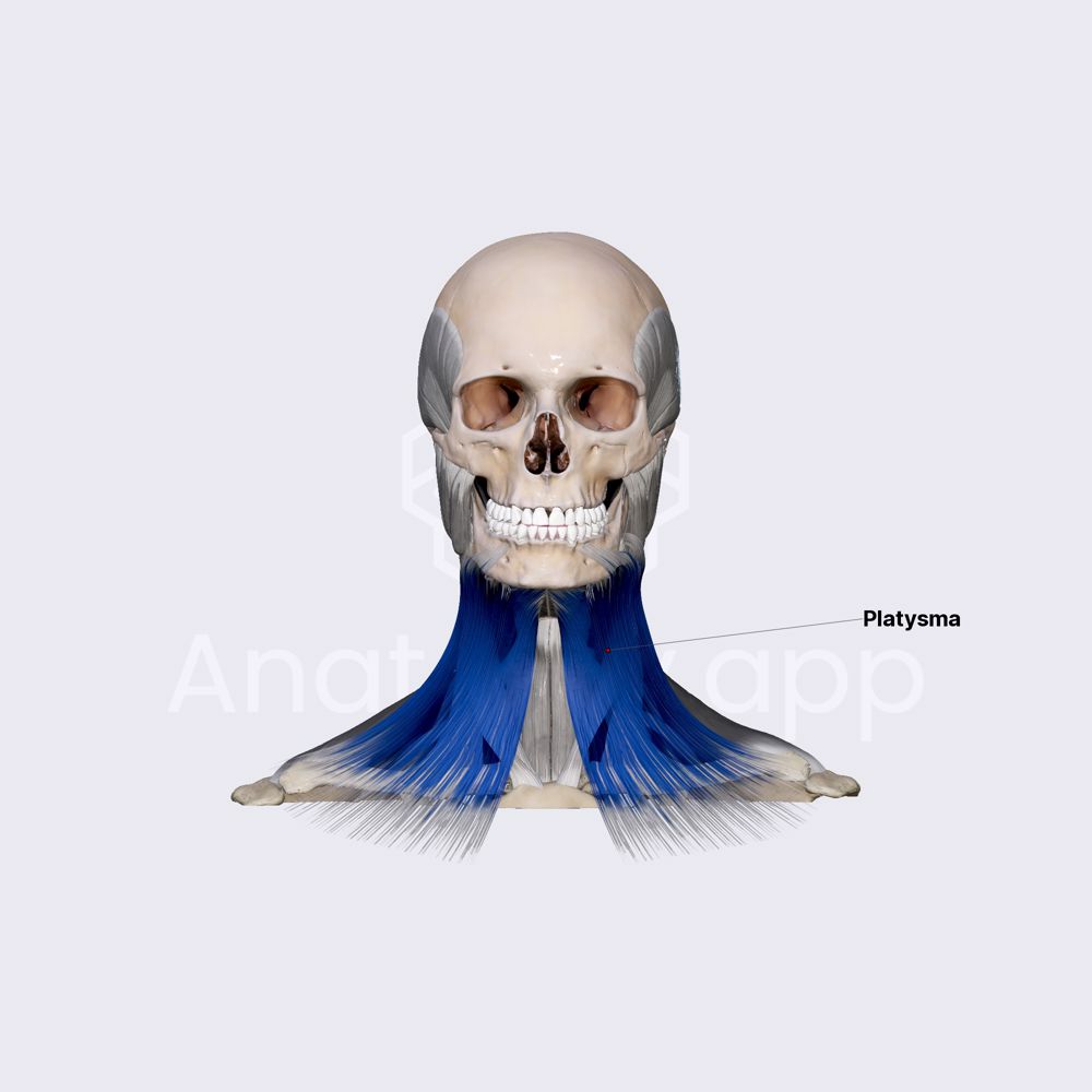 Other facial muscles (platysma and auricular muscles)