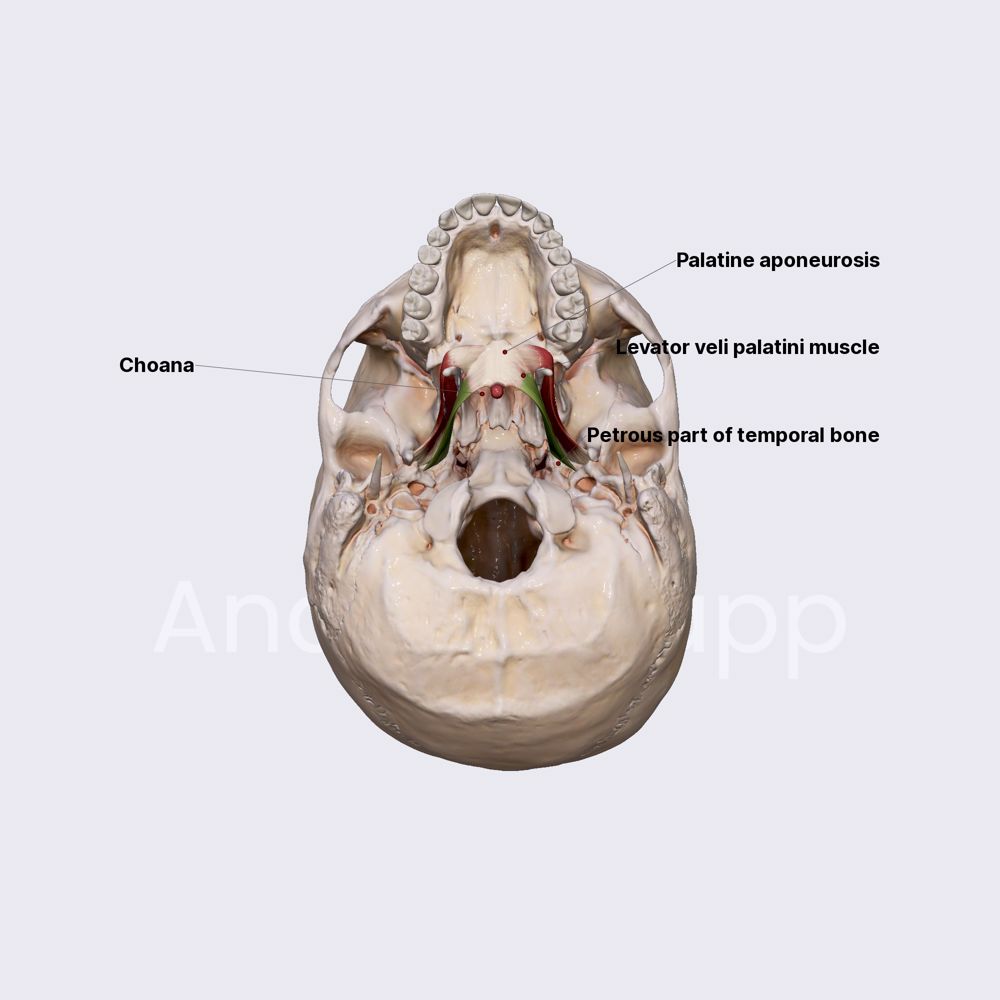 Levator veli palatini muscle