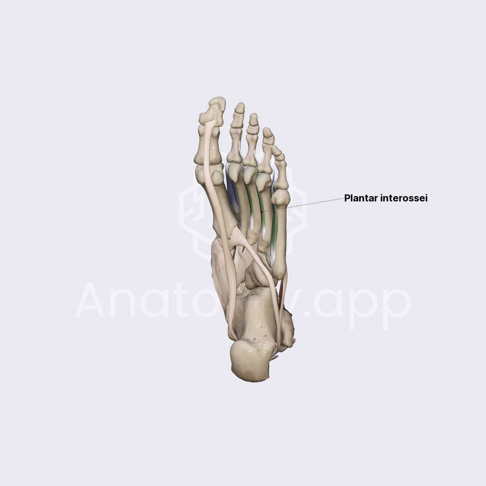 Middle group of plantar muscles (part 4)