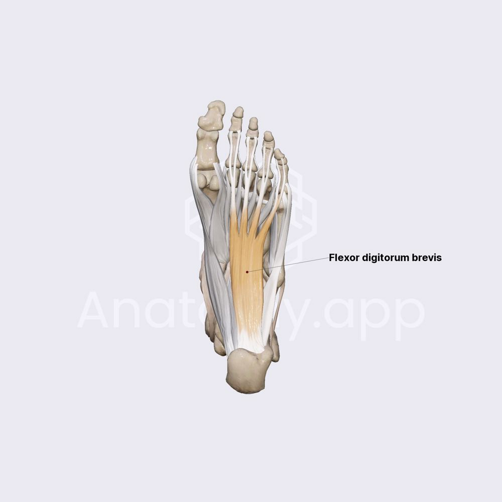 Middle group of plantar muscles (part 1)