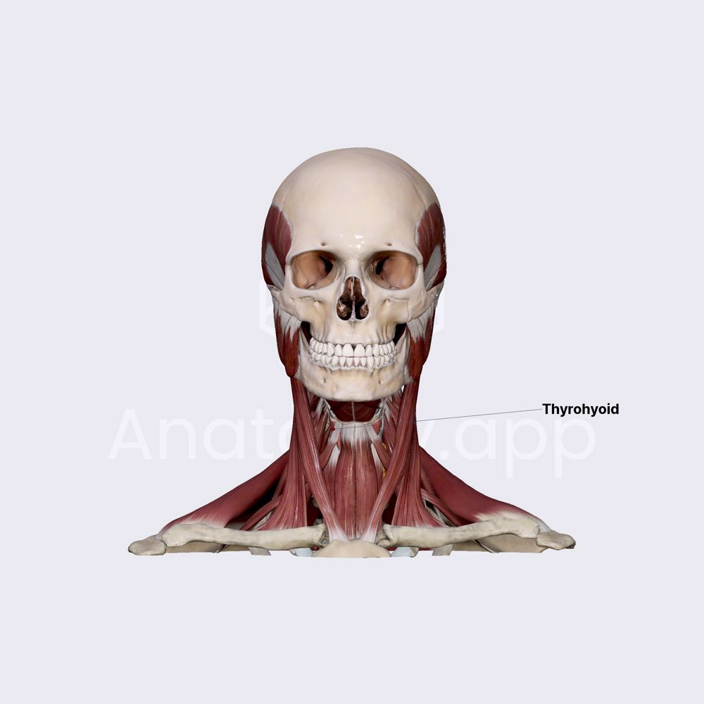 Thyrohyoid