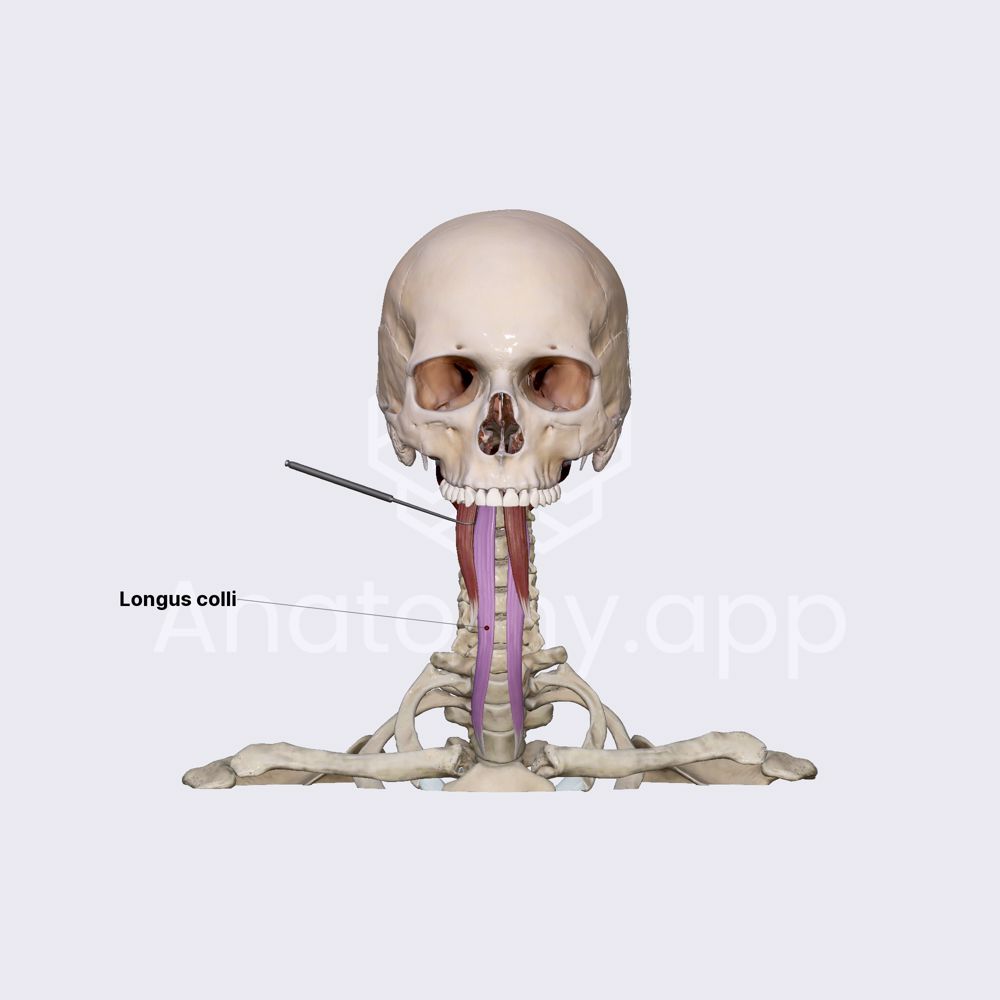 Longus colli