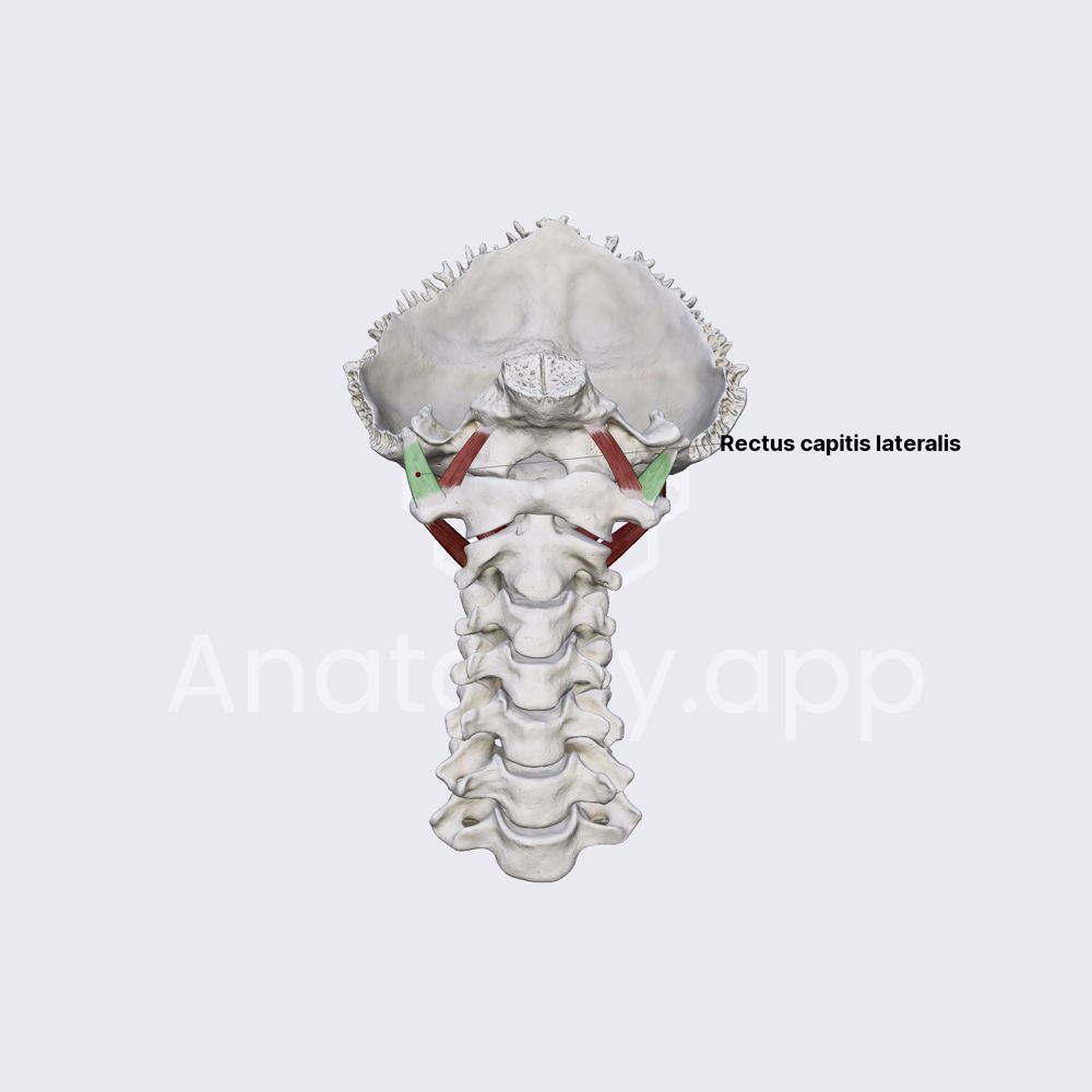 Rectus capitis lateralis