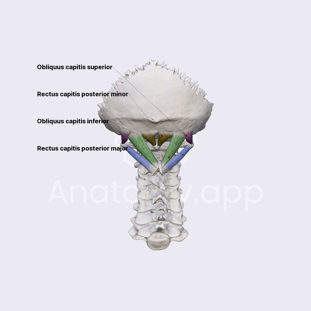 Suboccipital muscles