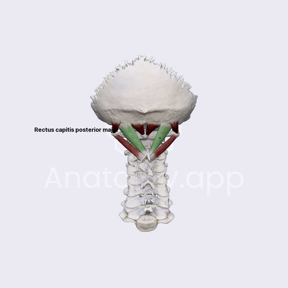 Rectus capitis posterior major
