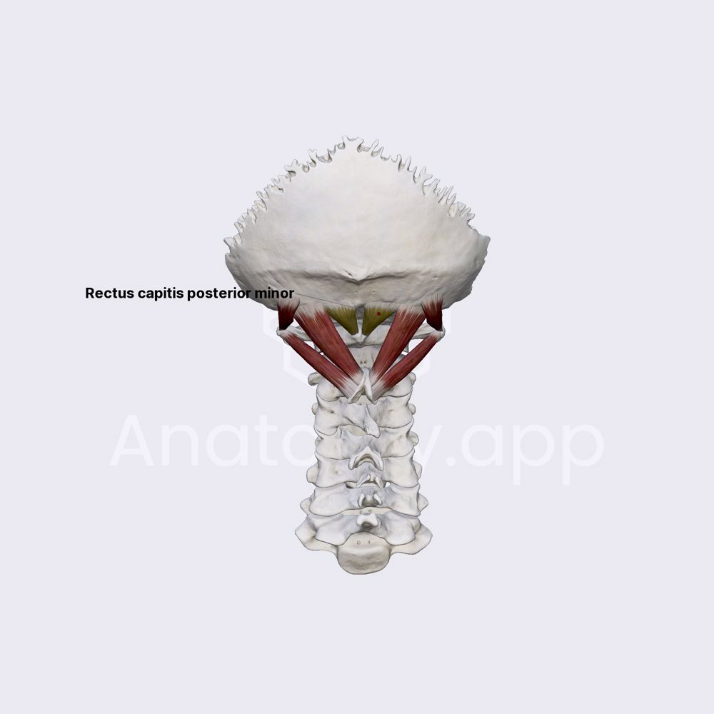 Rectus capitis posterior minor